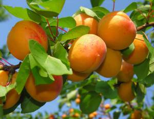Корисні властивості абрикосів та їх застосування в народній медицині