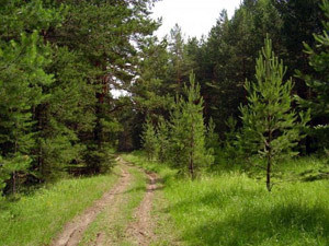 Рух вимагає повернути громадські ліси громадам