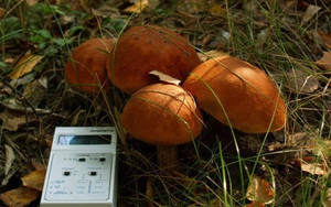 У Чернігівському районі виявлені радіаційні гриби