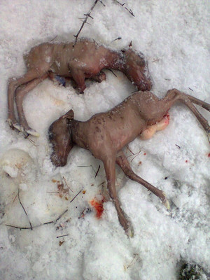 На Городнянщині браконьєри розстріляли вагітну самку лося