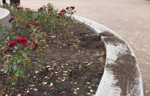 У парку імені Б.Хмельницького вкрали троянди