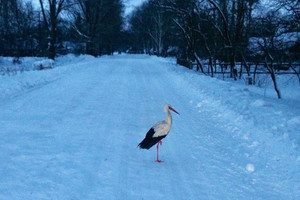 В снігах Чернігівщини блукає самотній лелека