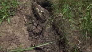 на Чернігівщині знайшли мертвого крокодила