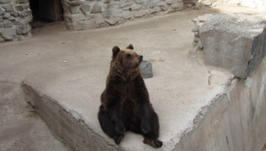 Ведмеді у Менському зоопарку вкладаються спати