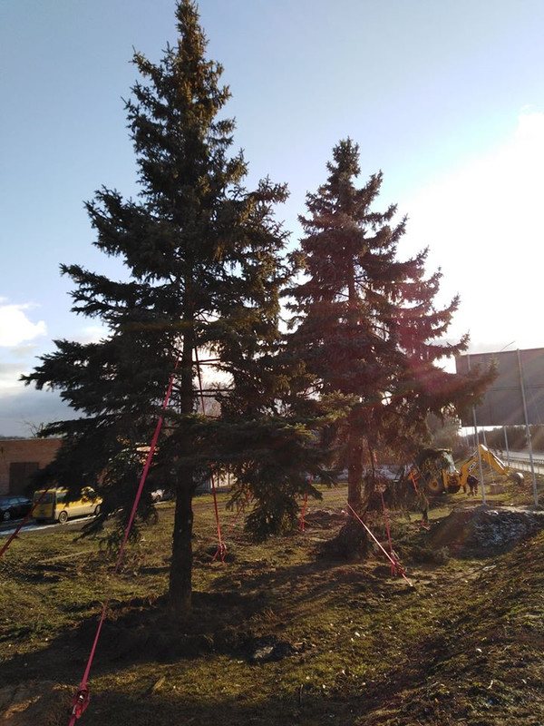 У Чернігові вперше пересаджують великі дерева за допомогою спеціалізованої техніки