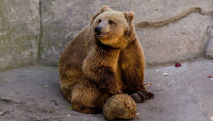 Дівчата сплять, а хлопці гуляють: у Менському зоопарку ведмеді не лягли у сплячку