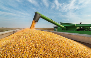 На Чернігівщині збільшено виробництво кукурудзи