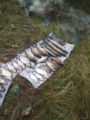 На Новгород–Сіверщині браконьєри незаконно добули понад 20 кг риби
