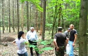 В українських лісах всихають дерева