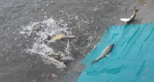 Екологічне лихо на Стрижні: у річці загинула риба. Відео