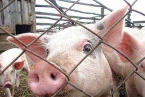 На Чернігівщині знову зафіксовано африканську чуму свиней