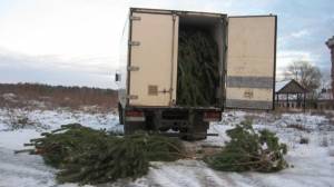 На Чернігівщині поліція затримала вантажівку новорічних сосон. Фотофакт