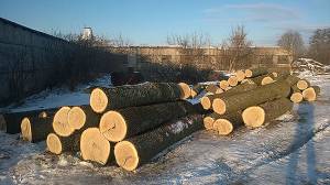 На Чернігівщині поліція встановила групу осіб, які знищили дубову лісосмугу