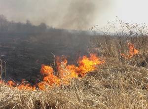 На Чернігівщині горить суха трава