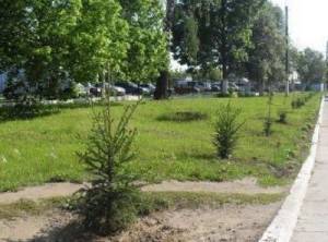Біля Чернігівського онкодиспансеру цвістимуть сакури та тюльпанові дерева