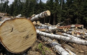 Народний Рух проти винищення лісів Чернігівщини