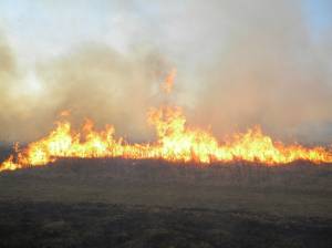 Пожежі на Чернігівщині