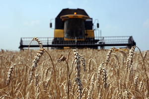 Чернігівщина на першому місці в Україні по виробництву жита