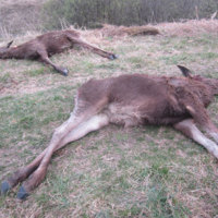 На Чернігівщині зловмисники знову застрелили двох лосів