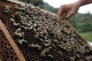 На Чернігівщині масово гинуть бджоли