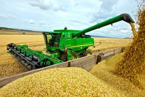 На Чернігівщині почали збирати кукурудзу