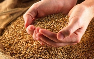 Найбільше зерна на Бахмаччині, найякісніше — у Носівському районі