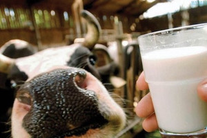 «Молочні заробітки» в селян відбирати не будуть