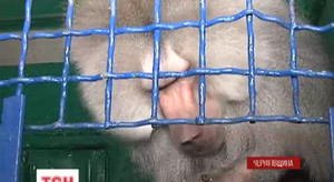 У Менському зоопарку мавп закрили на карантин