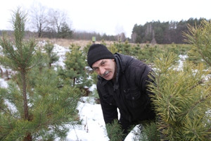 На Чернігівщині фермер вирощує різдвяні дерева