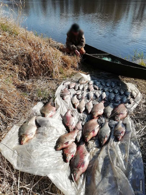 Викрито браконьєрів з 40 кг незаконно добутої риби