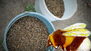 Пасічники Ніжинщини б’ють на сполох: загинуло майже 1000 бджолосімей