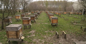 На Чернігівщині зафіксовано масовий мор бджіл