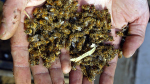 Пасічники Чернігівщини об’єдналися, щоб рятувати бджіл