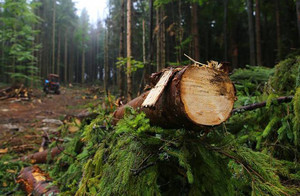 Боротьба із незаконними рубками – в пріоритеті роботи лісівників