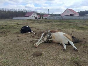 Чернігівщина: снаряди у кожному погребі, демілітаризовані корови