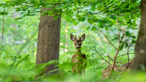 На Чернігівщині у лісах побільшало тварин через заборону полювання