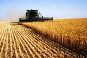 Жнива на Чернігівщині: зібрано перший мільйон тонн зернових, завершено жнива ранніх зернових