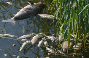 У Макошине на Десні зібрали приблизно 700 кг загиблої риби